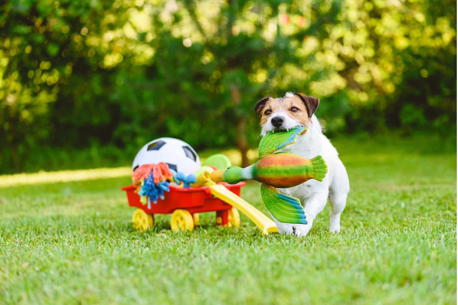 A dog carrying a toy duck